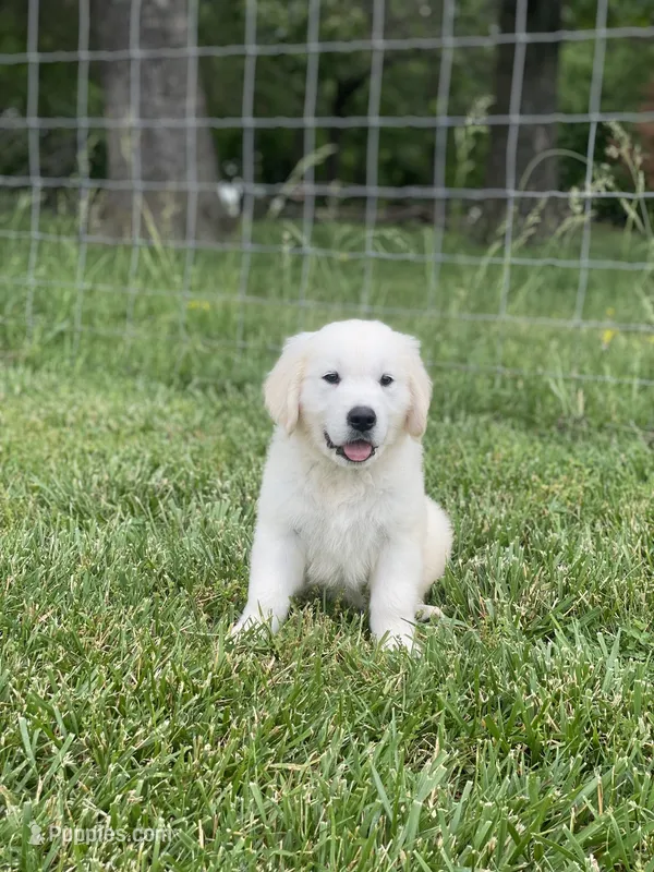 Elm – English Cream Golden Retriever puppy for sale in Purdy, MO