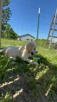 kiwi, a female English Cream Golden Retriever for sale in Purdy, MO – 2 of 10