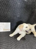 Berry, a female English Cream Golden Retriever for sale in Purdy, MO – Photo 3 of 8