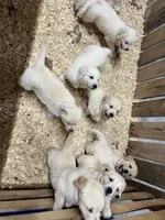 Berry, a female English Cream Golden Retriever for sale in Purdy, MO – Photo 8 of 8