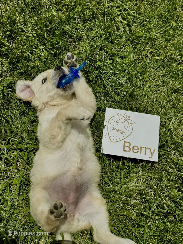 Berry, a female English Cream Golden Retriever for sale in Purdy, MO – Photo 1 of 9