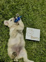 Berry, a female English Cream Golden Retriever for sale in Purdy, MO – Photo 1 of 9