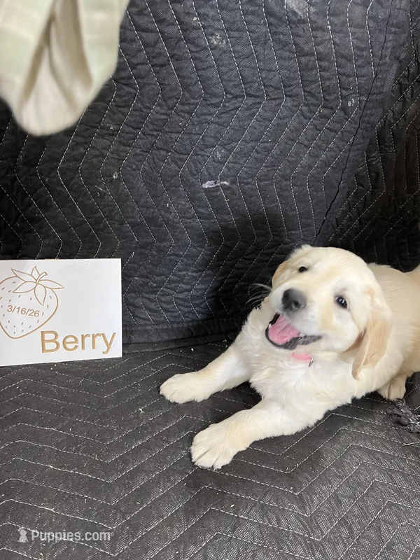 Berry – English Cream Golden Retriever puppy for sale in Purdy, MO