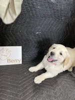Berry, a female English Cream Golden Retriever for sale in Purdy, MO – Photo 2 of 8