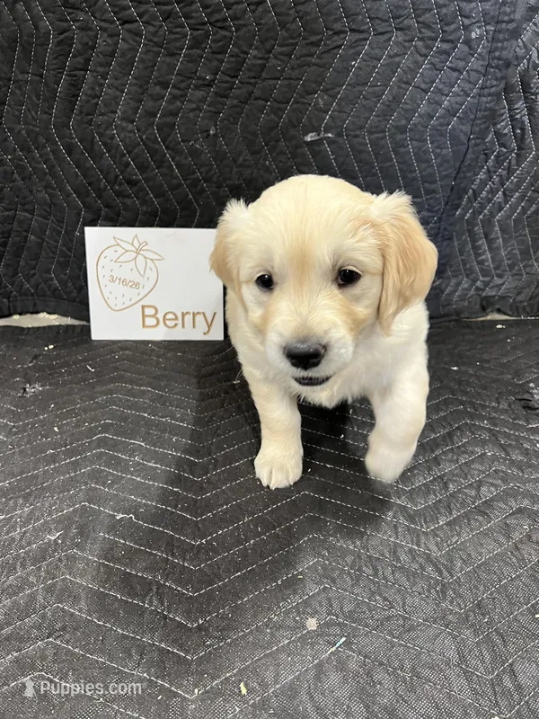 Berry – English Cream Golden Retriever puppy for sale in Purdy, MO