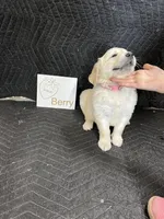 Berry, a female English Cream Golden Retriever for sale in Purdy, MO – Photo 4 of 8
