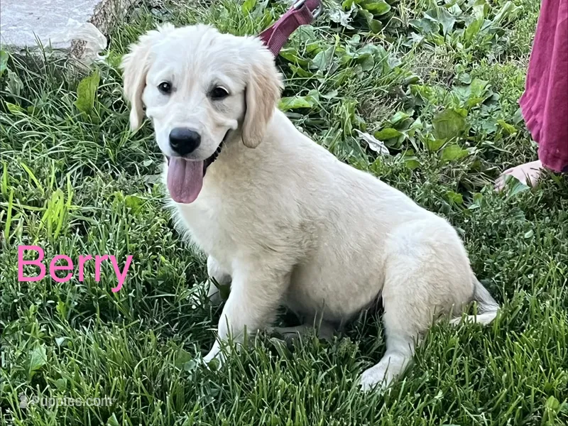 Berry – English Cream Golden Retriever puppy for sale in Purdy, MO