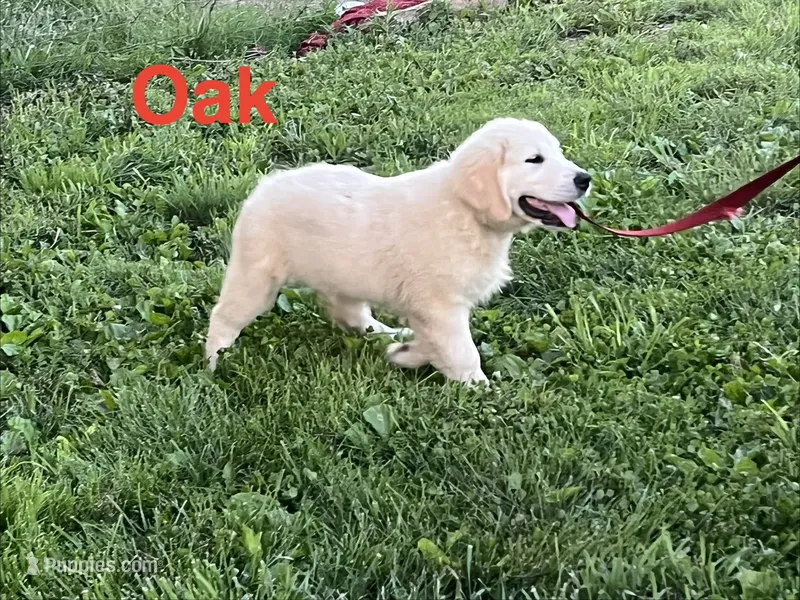 Oak – English Cream Golden Retriever puppy on hold in Purdy, MO