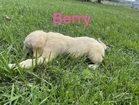 Berry, a female English Cream Golden Retriever for sale in Purdy, MO – 3 of 9