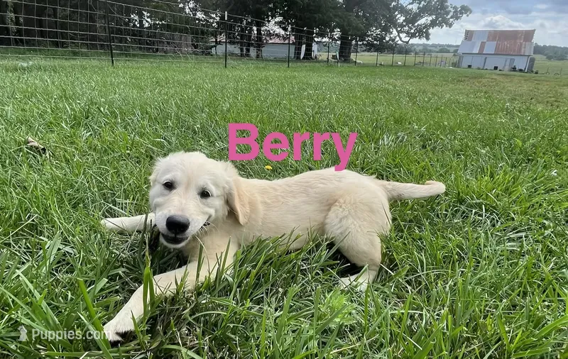 Berry – English Cream Golden Retriever puppy for sale in Purdy, MO