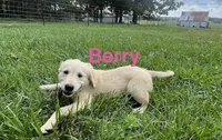 Berry, a female English Cream Golden Retriever for sale in Purdy, MO – 1 of 9
