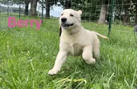 Berry, a female English Cream Golden Retriever for sale in Purdy, MO – 2 of 9