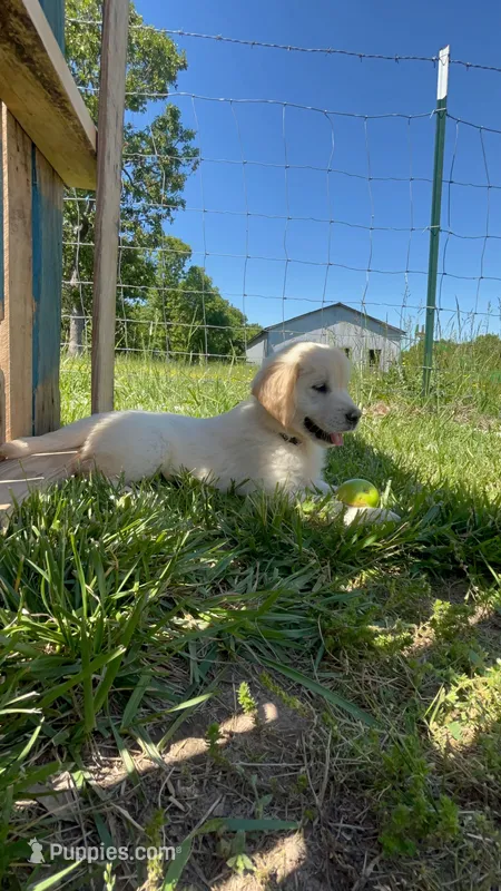 kiwi – English Cream Golden Retriever puppy for sale in Purdy, MO