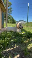kiwi, a female English Cream Golden Retriever for sale in Purdy, MO – 1 of 10