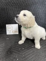 Elm, a male English Cream Golden Retriever for sale in Purdy, MO – Photo 5 of 10