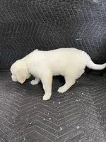 Elm, a male English Cream Golden Retriever for sale in Purdy, MO – Photo 4 of 10