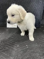 Elm, a male English Cream Golden Retriever for sale in Purdy, MO – Photo 2 of 10