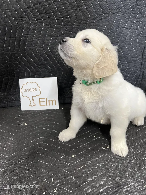 Elm – English Cream Golden Retriever puppy for sale in Purdy, MO