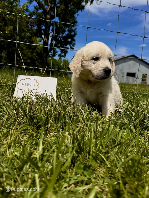 Elm – English Cream Golden Retriever puppy for sale in Purdy, MO