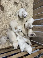 Elm, a male English Cream Golden Retriever for sale in Purdy, MO – Photo 9 of 10