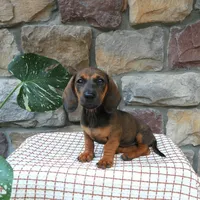 Bambi, a female Miniature Dachshund for sale in Narvon, PA – 2 of 3