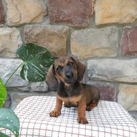 Bambi, a female Miniature Dachshund for sale in Narvon, PA – 3 of 3