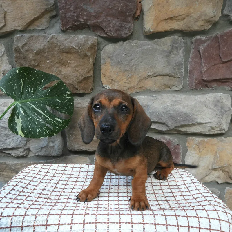 Boston – Miniature Dachshund puppy for sale in Narvon, PA