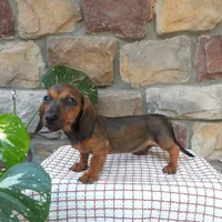 Boston, a male Miniature Dachshund for sale in Narvon, PA – 2 of 3