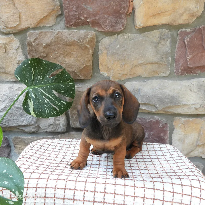 Bambi – Miniature Dachshund puppy for sale in Narvon, PA