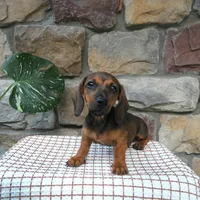 Boston, a male Miniature Dachshund for sale in Narvon, PA – 3 of 3