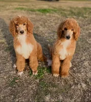 processed/d23073de-6e8f-49e7-8bba-164925cb03ad/listing/193ef194-02e7-435c-ac82-d04d2b588b3d/6dc2656e-f447-4ec7-945d-61067b38daac