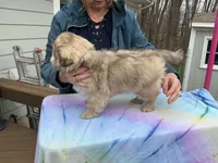 Benny, a male Tibetan Spaniel for sale in Byron Center, MI – 3 of 3