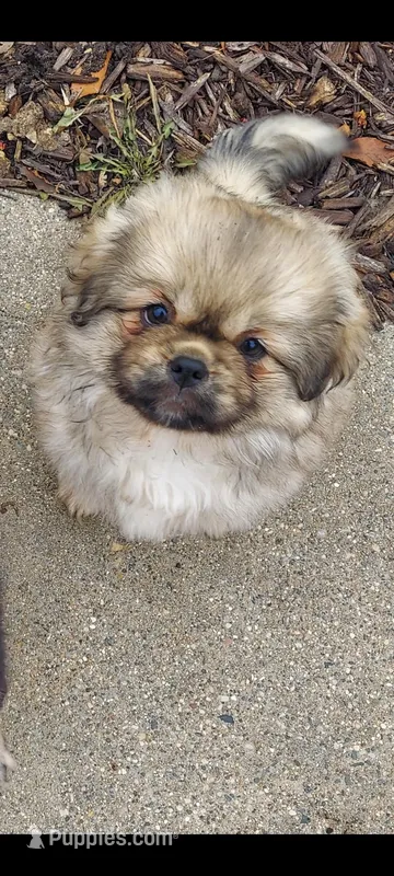 Benny – Tibetan Spaniel puppy for sale in Byron Center, MI