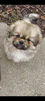 Benny, a male Tibetan Spaniel for sale in Byron Center, MI – 1 of 3