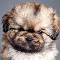 Benny, a male Tibetan Spaniel for sale in Byron Center, MI – 2 of 3