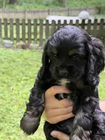 Moose, a male Cocker Spaniel for sale in Bloomsburg, PA – 1 of 1