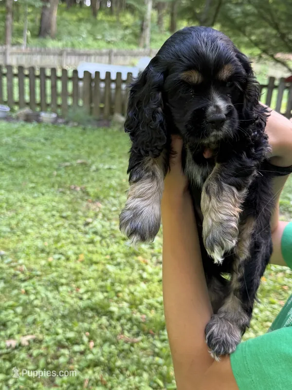 Snickers – Cocker Spaniel puppy for sale in Bloomsburg, PA