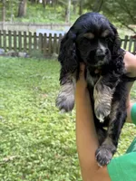 Snickers, a male Cocker Spaniel for sale in Bloomsburg, PA – 1 of 1
