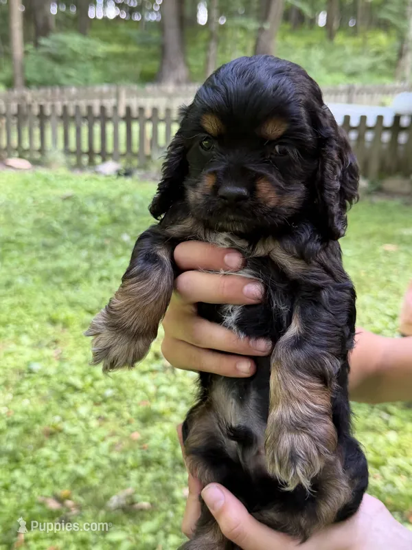 Peanut – Cocker Spaniel puppy for sale in Bloomsburg, PA