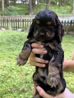 Peanut, a male Cocker Spaniel for sale in Bloomsburg, PA – 1 of 1