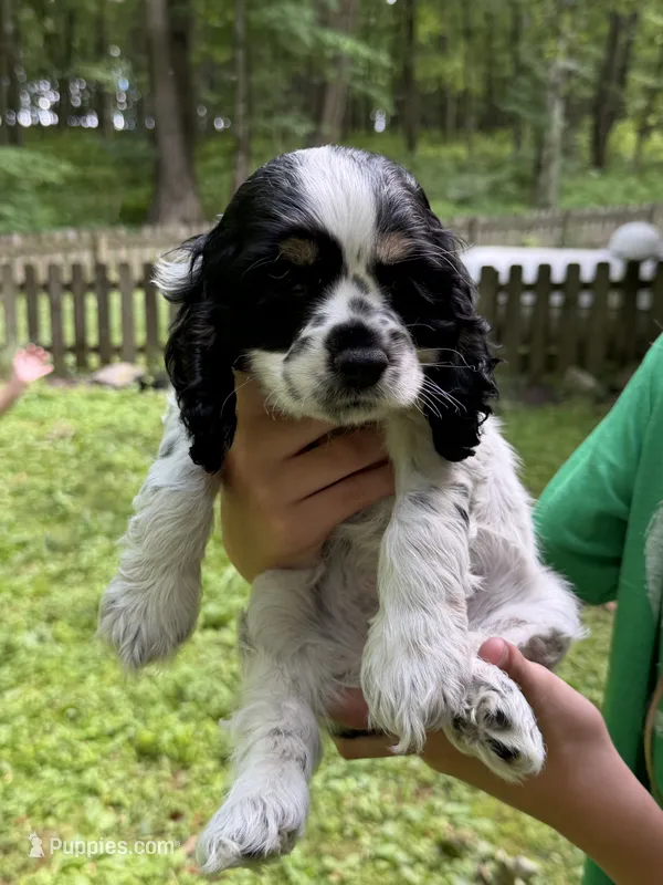 Chip – Cocker Spaniel puppy for sale in Bloomsburg, PA