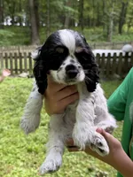 Chip, a male Cocker Spaniel for sale in Bloomsburg, PA – 1 of 1