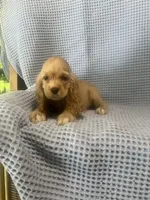 Siler, a  Cocker Spaniel for sale in Godwin, NC – 1 of 10
