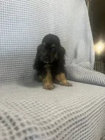 Harley, a  Cocker Spaniel for sale in Godwin, NC – 7 of 8