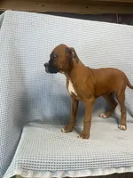 Reagan, a female Boxer for sale in Godwin, NC – 4 of 10