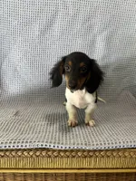 Gabe, a male Miniature Dachshund for sale in Godwin, NC – 5 of 10