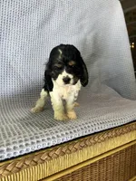 Macy, a female Cocker Spaniel for sale in Godwin, NC – 6 of 10