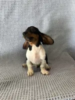 Gabe, a male Miniature Dachshund for sale in Godwin, NC – 5 of 10