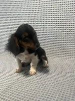 Gabby, a female Miniature Dachshund for sale in Godwin, NC – 3 of 10