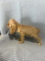 Siler, a  Cocker Spaniel for sale in Godwin, NC – 10 of 10